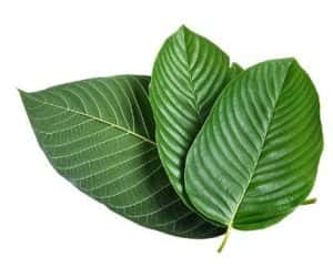 Differences between Mitragyna Javanica, Mitragyna Hersuta, and Mitragyna Speciosa