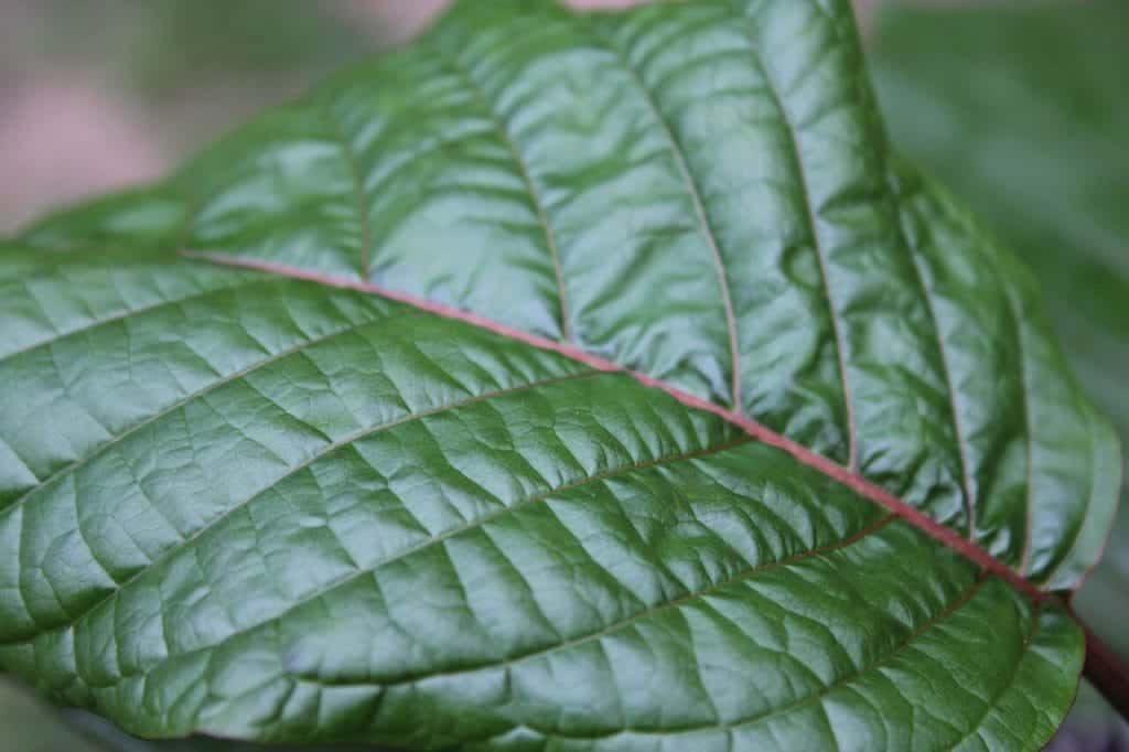How to buy high-quality kratom and how to recognize a good seller