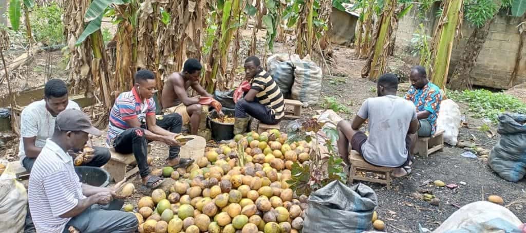 The African plant Akuamma impresses with its effects