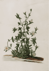 Kanna (Sceletium tortuosum) – Africká pomocnice