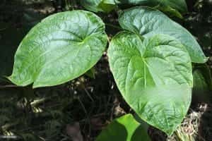Australian root Kava Kava