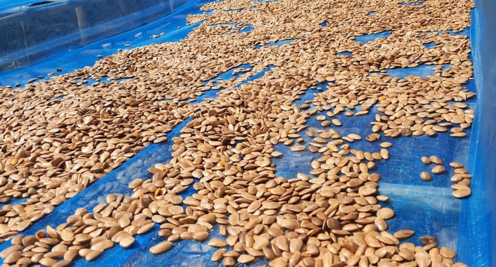 The African plant Akuamma impresses with its effects