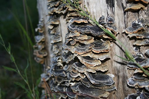 Medicinal mushrooms: origin, effects, and what to watch out for