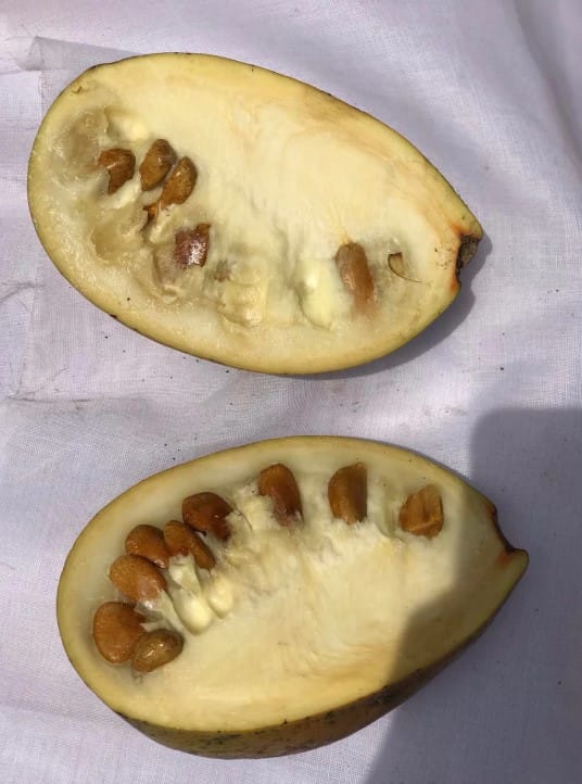 The African plant Akuamma impresses with its effects