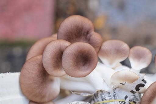 Medicinal mushrooms: origin, effects, and what to watch out for