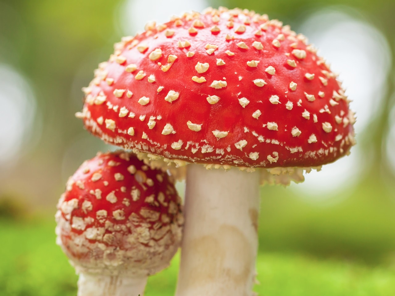 Мухомор червоний (Amanita muscaria): магічний гриб з багатовіковою історією