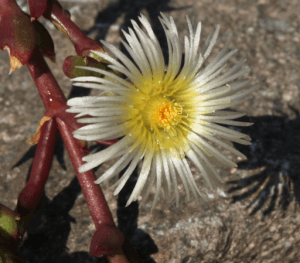 Kanna (Sceletium tortuosum) – Africká pomocnice