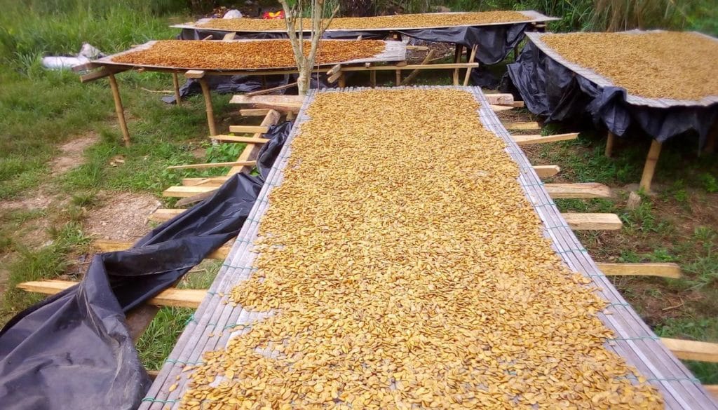 Africká rostlina Akuamma zaujme svými účinky