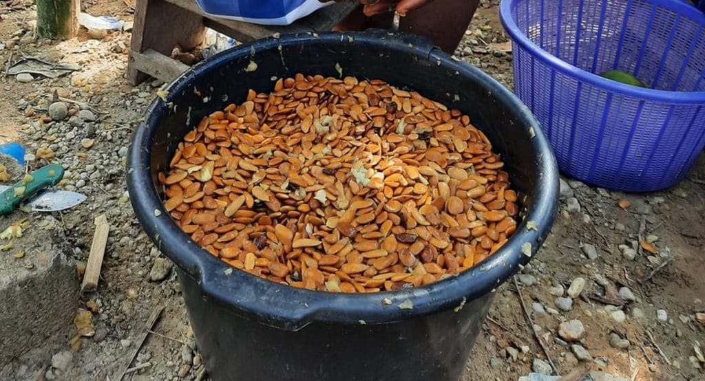 Africká rostlina Akuamma zaujme svými účinky