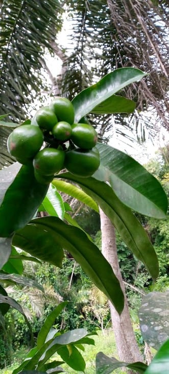 The African plant Akuamma impresses with its effects
