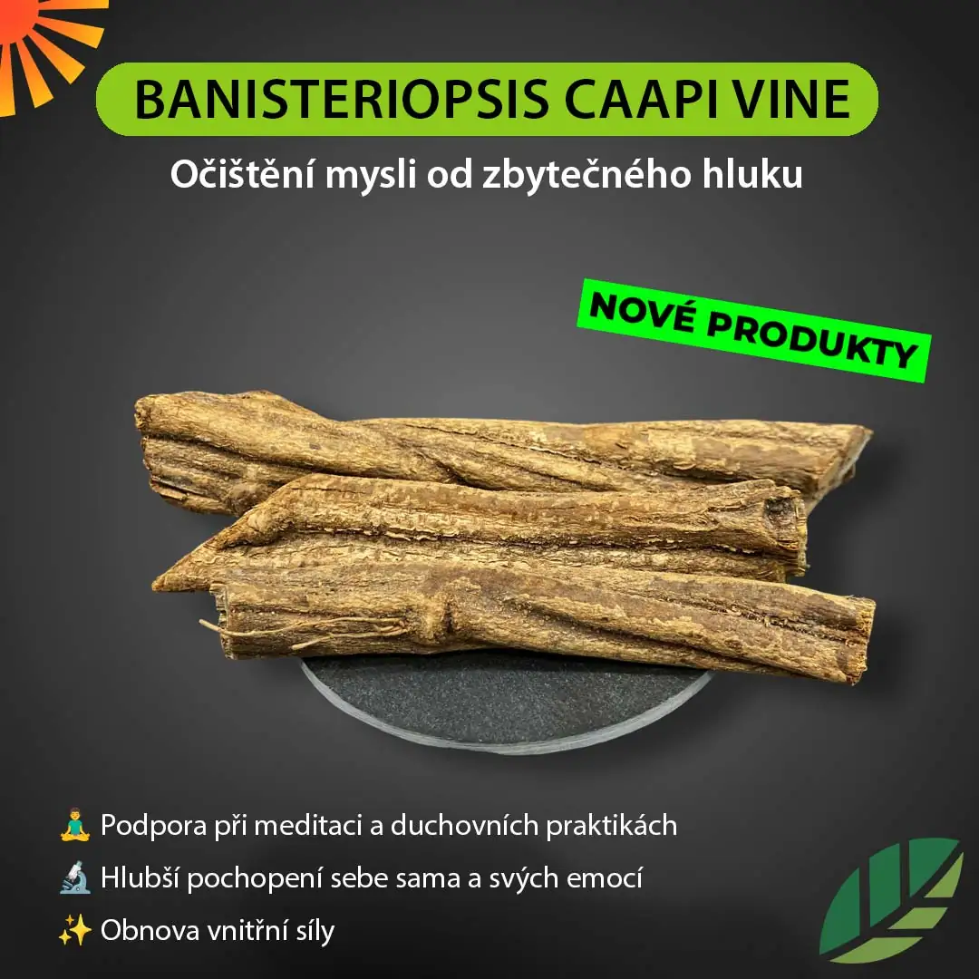 Banisteriopsis Caapi:Přirozená cesta k hlubšímu sebepoznání Banisteriopsis Caapi:Přirozená cesta k hlubšímu sebepoznání