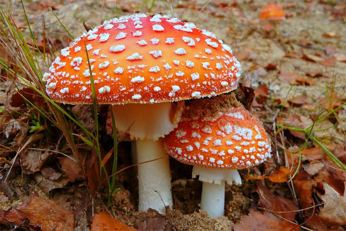 Мухоморы и микродозинг Мухоморы и микродозинг