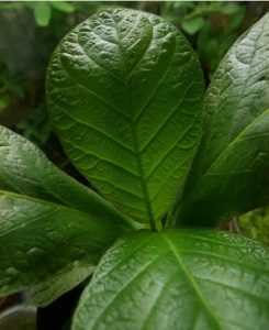 Rozdíly mezi Mitragyna Javanica, Mitragyna Hersuta a Mitragyna Speciosa Rozdíly mezi Mitragyna Javanica, Mitragyna Hersuta a Mitragyna Speciosa